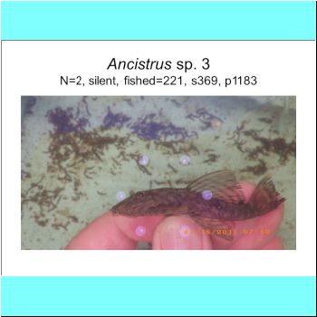 Ancistrus sp 3.png